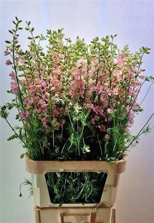 <h4>Delph Cons Re Q Light Pink</h4>