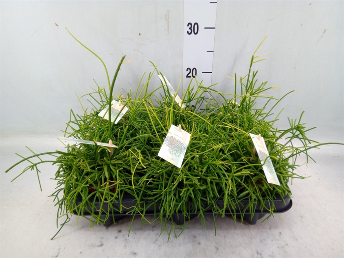 <h4>Rhipsalis baccifera 'Oasis'</h4>