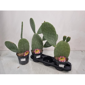 OPUNTIA
