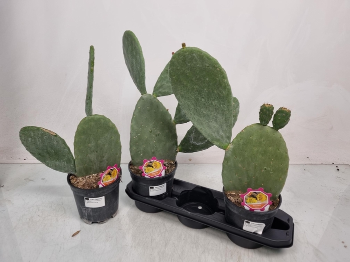 <h4>OPUNTIA</h4>