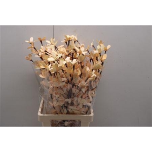 Butterfly Flower Apricot/peach