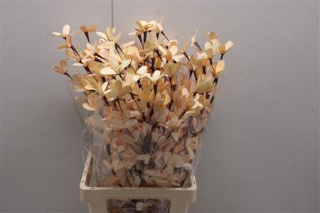 <h4>Butterfly Flower Apricot/peach</h4>