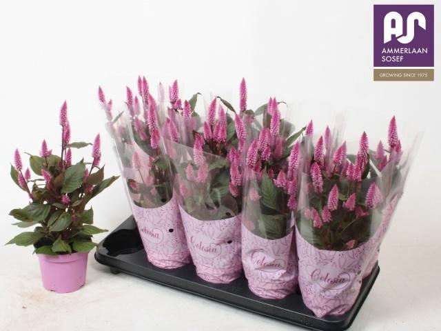 <h4>CEL MERIDA PINK</h4>