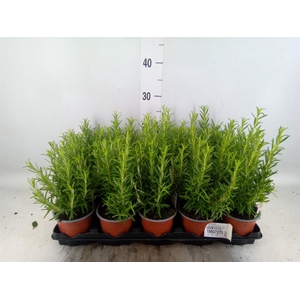 Rosmarinus offi.   ...