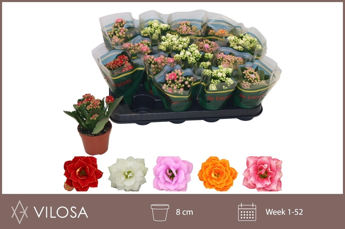 <h4>KAL GE GEM 5 KL</h4>