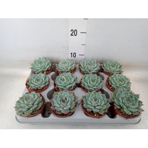 Echeveria   ...