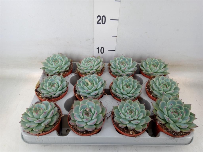 <h4>Echeveria   ...</h4>