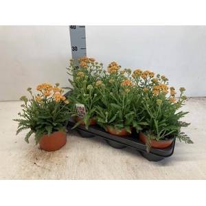 ACHI MILLEFOLIUM