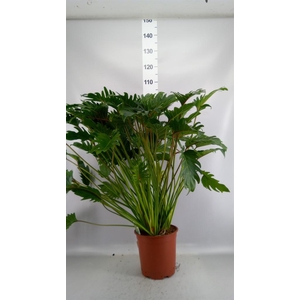 Philodendron xanadu