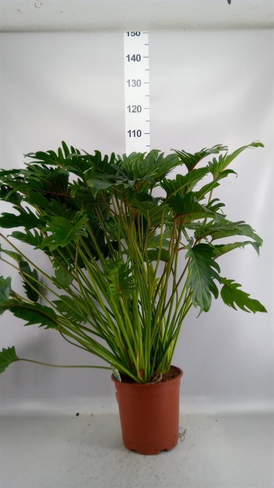 <h4>Philodendron xanadu</h4>