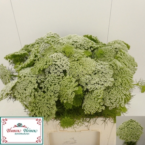 AMMI VISNAGA