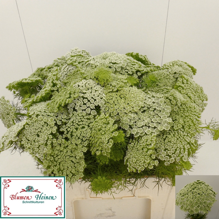 <h4>AMMI VISNAGA</h4>