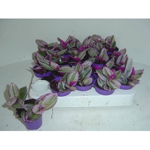 Tradescantia albif. 'Nanouk'