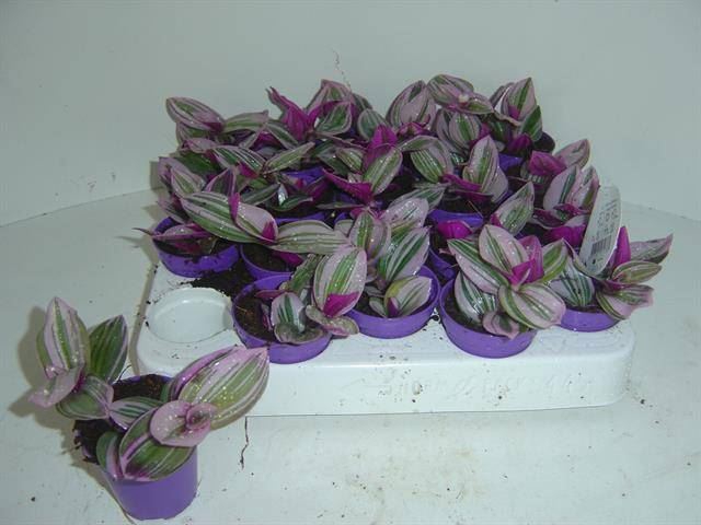 <h4>Tradescantia albif. 'Nanouk'</h4>