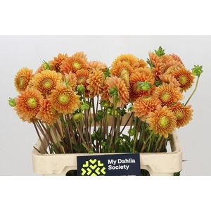 Dahlia Beatrice
