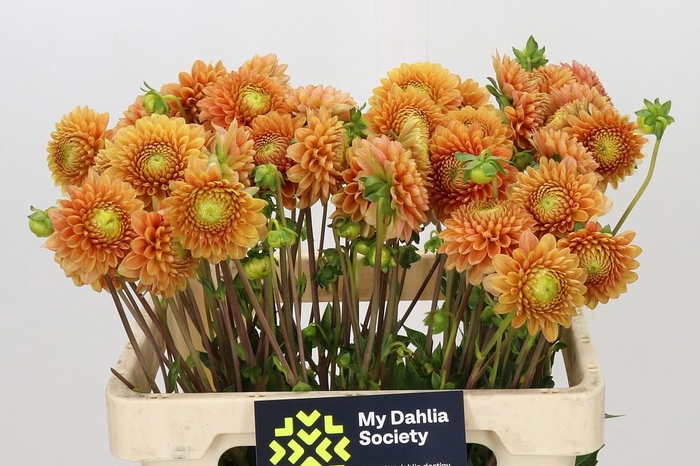 <h4>Dahlia Beatrice</h4>