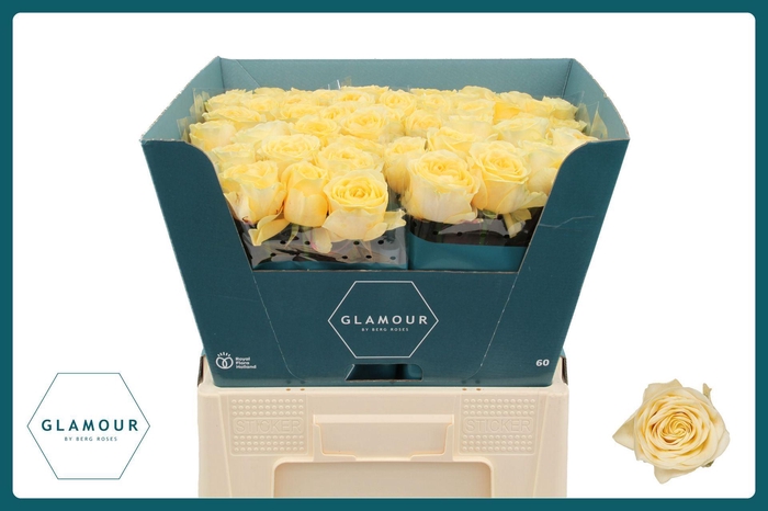 <h4>ROSA GR 'BUTTERCUP'</h4>