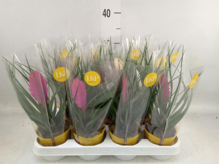 <h4>Tillandsia  ...mix</h4>