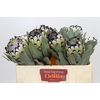 Protea Barbigera Snow Leopard Air