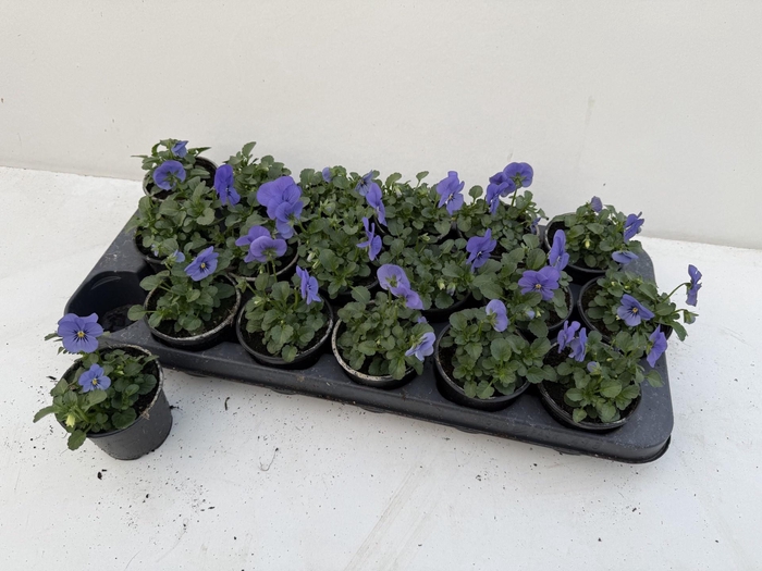 <h4>VIO CO SORBET GEM</h4>