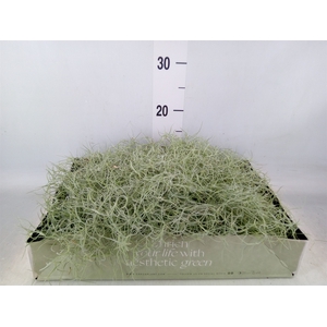 Tillandsia usneoides