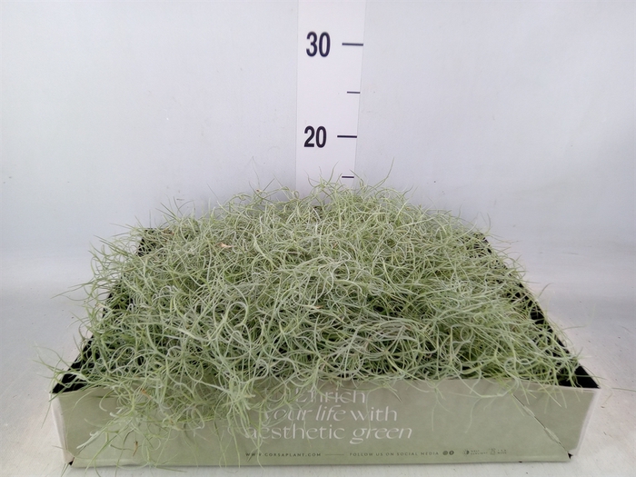 <h4>Tillandsia usneoides</h4>