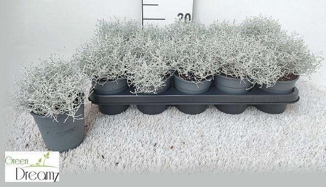 <h4>Leucoph Brownii</h4>