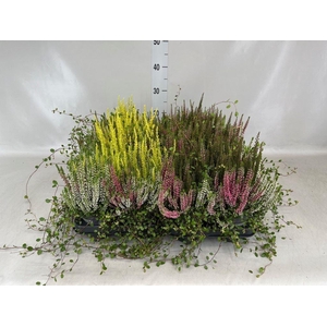 Calluna vulg.   ...