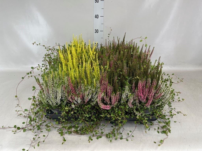 <h4>Calluna vulg.   ...</h4>