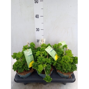 Pelargonium   ...mix smelling