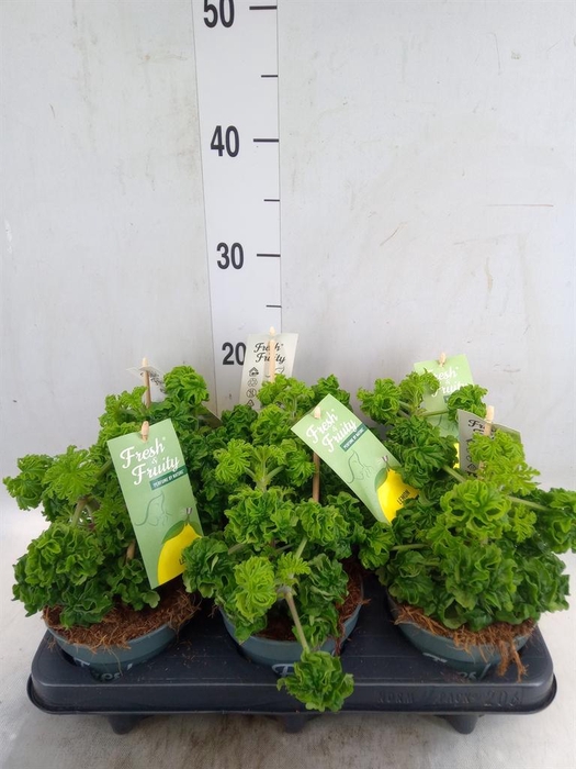 <h4>Pelargonium   ...mix smelling</h4>