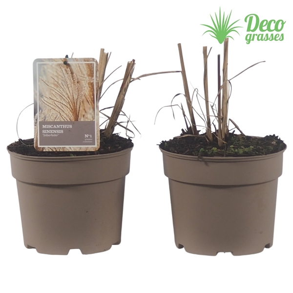 <h4>Miscanthus sinensis 'Silberfeder'</h4>