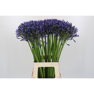 Agapanthus Suzan