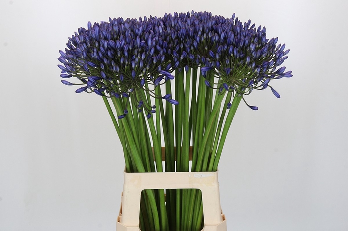 <h4>Agapanthus Suzan</h4>