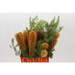 Banksia Ericifolia