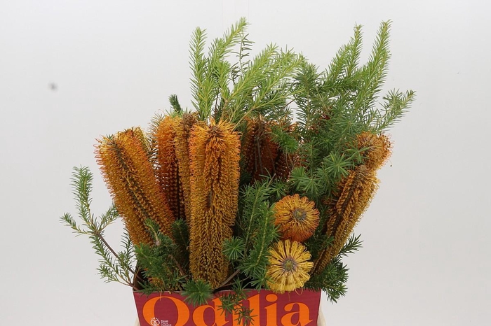<h4>Banksia Ericifolia</h4>