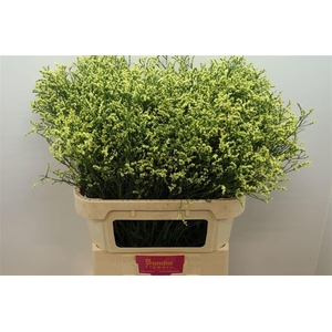 Lim Sin China Summer