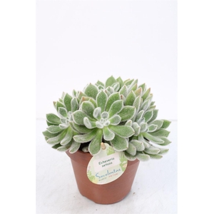 Echeveria Setosa - 1154