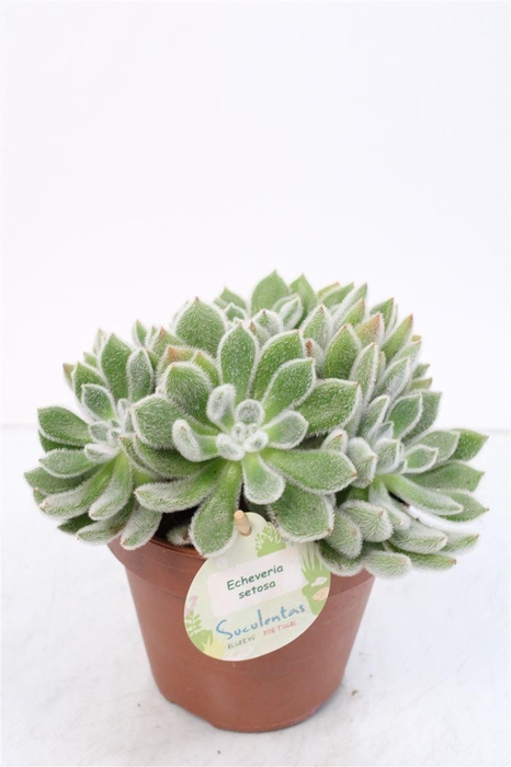 <h4>Echeveria Setosa - 1154</h4>
