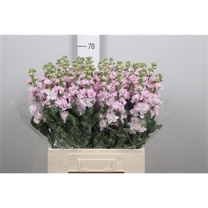 Matth Iron Cherry Bl