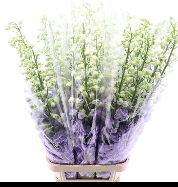 <h4>DELPH DU DE LAV LOVE</h4>