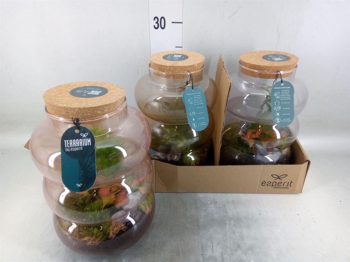 <h4>Arr.   Planten H%</h4>