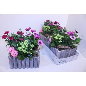 ARR TUINPLANTEN