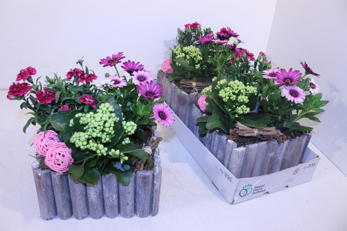 <h4>ARR TUINPLANTEN</h4>