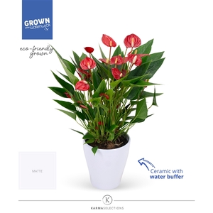 Anthurium - KARMA Million | Carolina White | Waterreservoir