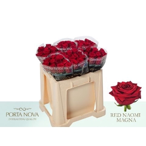 R Gr Red Naomi Porta Magna