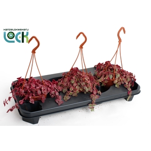 Crassula Marginalis