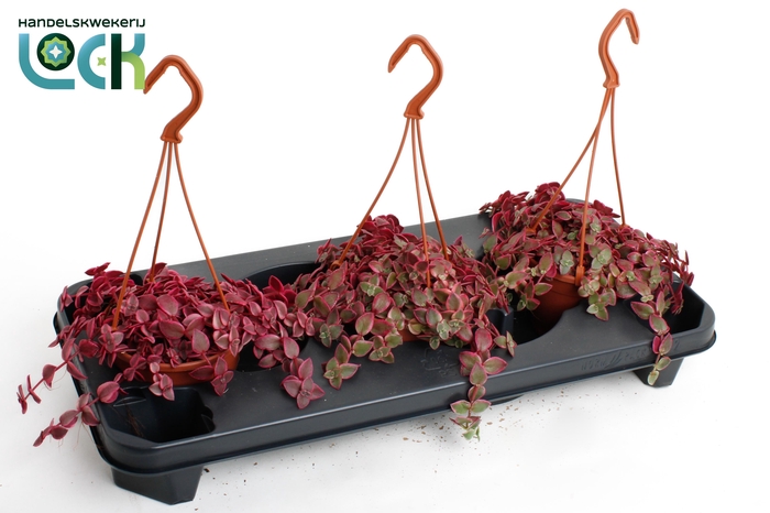 <h4>Crassula Marginalis</h4>