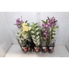 DENDROBIUM P12 PREMIUM
