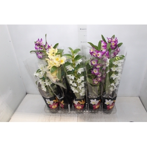 DENDROBIUM P12 PREMIUM